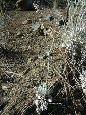 Eriogonum saxatile Plant